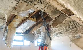 Why You Should Choose Our Mold Remediation Services in Castle Shannon, PA